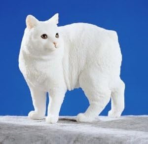 Cymric Cat