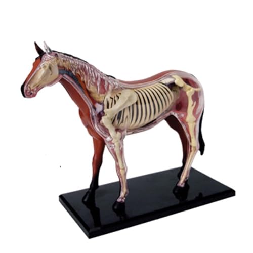 4D Vision Horse Anatomy Model, Detachable 26 Parts Horse Organ Anatomy Model, Horse Intelligence Skeleton Specimen Model, Teaching Aids Simulation Animal Horse Organ Model