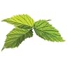 Raspberry Leaf - Rubus idaeus Loose Leaf c/s 100% from Nature (1 oz)