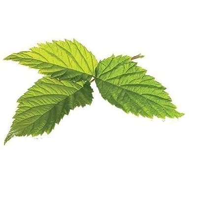 Raspberry Leaf - Rubus idaeus Loose Leaf c/s 100% from Nature (1 oz)