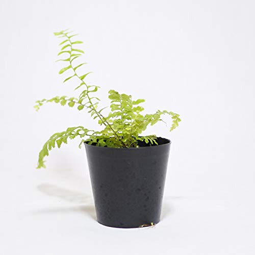 RP̃CeA RPE eE V_A R쑐 ۖ~ ۋ ltsX tBbVe[