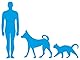 Oralade Advanced GI + Oral Rehydration Support | 6 x 500 ml | Flüssiges Diätergänzungsfuttermittel für Hunde + Katzen | Für die mikroenterale Ernährung