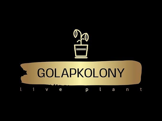 Garden Grafted Rose Flower Plant (Emerald Green) Rose Live Plant