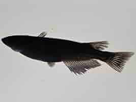 メダカの子ども様【専用】 教材ちびっこメダカのエサ＜メダカ,金魚,熱帯魚の稚魚に