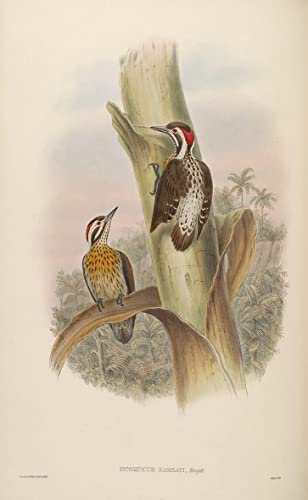 Peinture pour décoration salon oiseau style John Gould 60x90