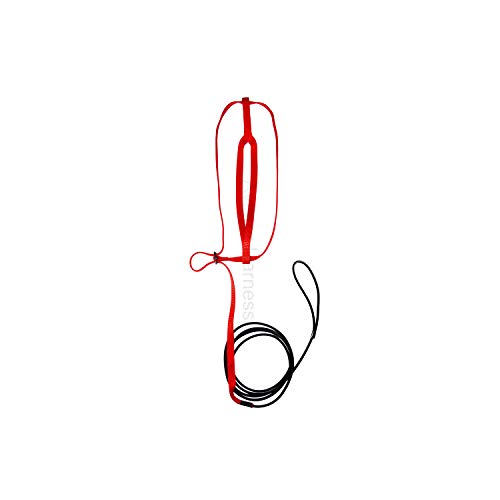 Image of The AVIATOR Pet Bird Harness and Leash: X-Large Red