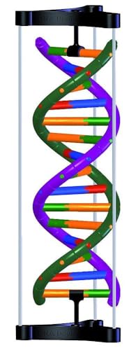 3B Scientific 1005300 DNA modelo de doble hélice, kit de estudiante