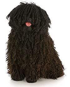 Round Puli Amazon.com: 3