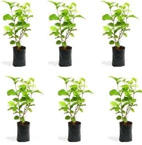 NatureMall Best Mogra Flower live plant combo in very lowe price