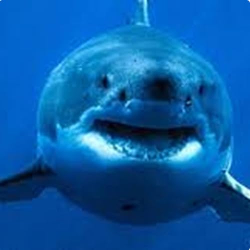Another shark attack sparks fresh calls for a cull in NSW