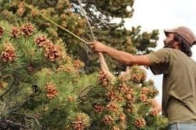 MITRAEE 100 semillas de pinyon de pino