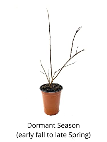 6 Pack - Red Flowering Crape Myrtle Trees - Lagerstroemia - Quart Container - 6-12 Inches Tall #TOP4