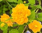 Japanese Kerria, Yellow Flowering Shrub, Outdoor Garden Plant, Deciduous Perennial (2 Gallon/Potted/Single Plant)