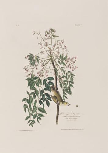 Affiche Toile Audubon 60x90cm pour habiller un mur vide avec une illustration d'oiseaux