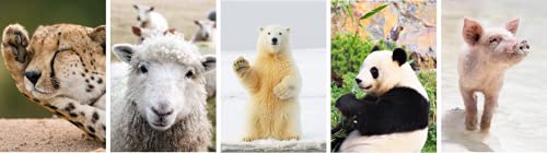 20 Blank Greeting Cards With Nature And Natural Themed Photos With Envelopes! (Wonderful Animals) #TOP5