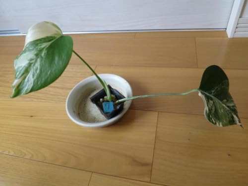 モンステラ ホワイトタイガー」の人気商品一覧・価格比較 - 価格.com