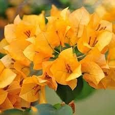 SS TRADING COMPANY Attractive Yellow Bougainvillea Flower Plant Healthy Live Plant (Yellow) (B0BQM5HRJC) Amazon Price History, Amazon Price Tracker