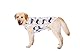 Kukaster Pet Hunde-Shirts Anti-Lecken, dünnes kühles atmungsaktives Mesh, Sommer Kleidung für große Hunde Weißer Wal 5XL