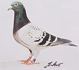 HSK