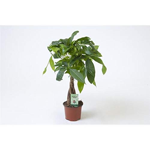 Blumen-Senf Pachira aquatica 45 cm / Topf 12 cm / Glückskastanie