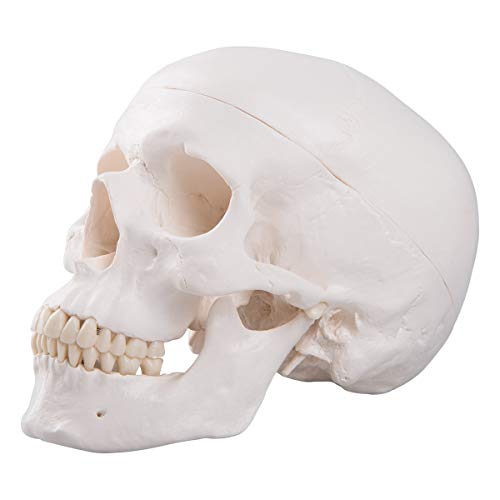 Image of Human Skull Anatomical Model, Life Size Replica Adult Human Anatomy Head Model with Removable Skull Cap and Articulated Mandible, Labeled Diagram Poster Included