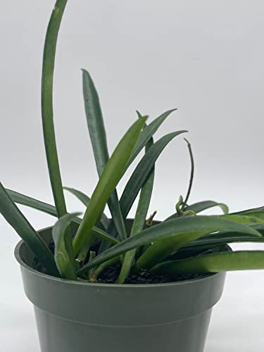 Hoya Kentiana, Very Full 4" Potted Starter, Honeyplant Waxplant Porcelain Flower #TOP5