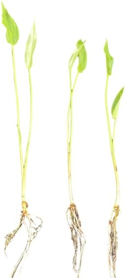 Peltandra virginica | Arrow Arum | Bareroot | Live Plant | Freshly Collected | Water Garden | Native Wetland Plant | Dragon Fly Host Plant (6)