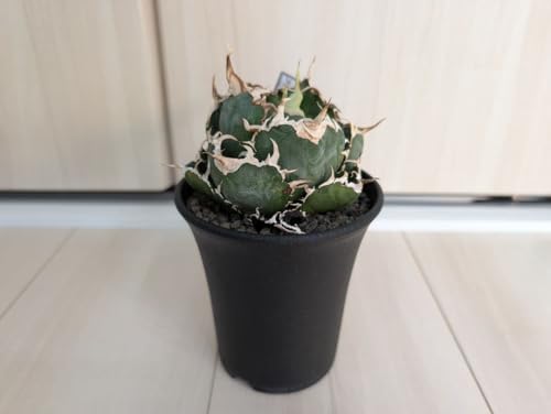 アガベ 白鯨」の人気商品一覧 | 安い商品を通販サイトから探す - 価格.com