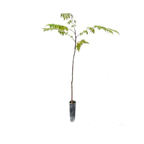 Genérico, Muda de Arvore Da China 20 a 40cm AMK - Plantas Online