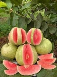 Japanese Red Diamond Guava Live Plant (Original Variety Pack Of-1) Healthy Plant With- 1 Pot (B0D1FLHKWY) Amazon Price History, Amazon Price Tracker