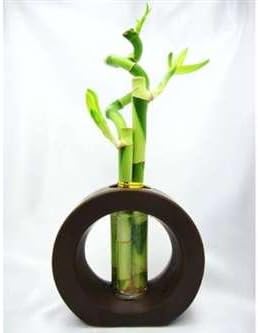 9GreenBox - 3 Style Spiral Lucky Bamboo with Hollow Brown Ceramic Vase