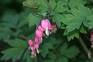 Potseed Germination Seeds: Organic Bleeding Heart Flower Seed Seeds qty275 Perennial Pink Wedding Favors