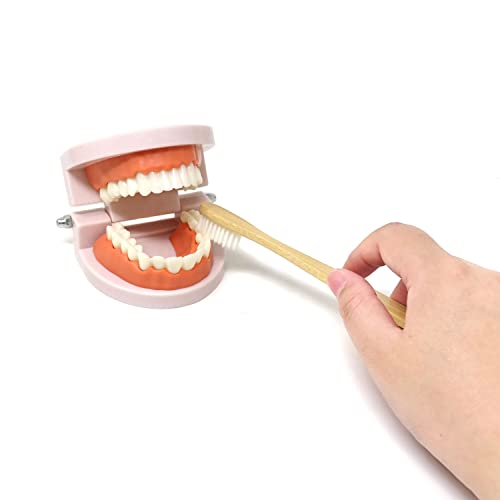 Image of Honbay 1PCS Plastic Standard Teeth Model Adult Mouth Dental Demonstration Model with Toothbrush for Teaching Supplies and Clean Display