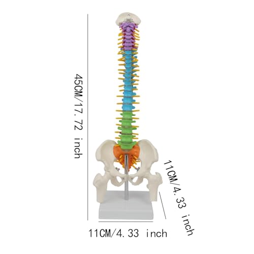 Garende Modelo de coluna vertebral humana, modelo de coluna vertebral de 45 cm com suporte de exibiç