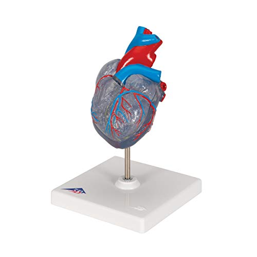Image of 3B Scientific G08 /3 Classic Heart w / Conducting System 2-part - 3B Smart Anatomy
