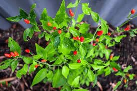 See full amazon price history chart for Chilli plants for home garden live (Pack of 2) Chilli plants for home garden live (Pack of 2) (B0CRHTBZC3) Amazon Price History, Amazon Price Tracker