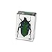 REALBUG Green Chafer Beetle Paperweight (1 1/8 x 1 3/4 x 3/4)
