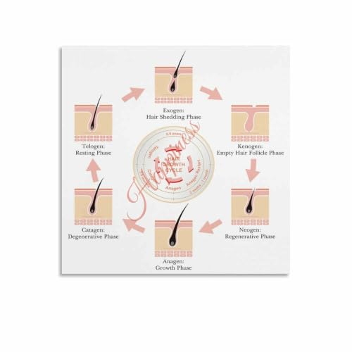 Hair Follicle Growth Cycle Poster for Beauty School and Hair Education Wall Art