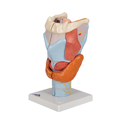 Image of 3B Scientific G21 Larynx 2x life size 7-part - 3B Smart Anatomy
