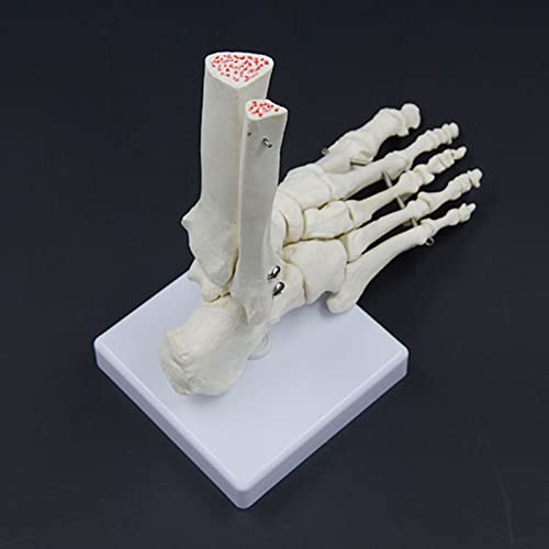 Squelette d'anatomie médicale articulé avec base stable pour étude ostéologique