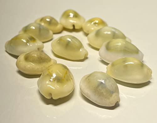 4OUR FAITH Lakshmi Peeli/Yellow Cowrie Shells | Kodi Peeli for Laxmi Puja, Diwali Puja | Large Cowrie Sea Shells for Wealth & Prosperity (Pack of 21 Pieces) - 1 Pack