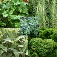 12 Mixed Herbs Plug Plants, 2 of Each Variety Sent. Plug Plants, Culinary Garden Herbs by park farm plants