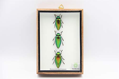Jewel Beetle Mounts Insect Animals Taxidermy in Framed (3 Sternocera Aeguisignata Closed Wings)