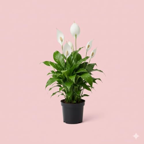 Image of Peace Lily Combo Plant | Live Indoor Flowering Spathiphyllum | Houseplant for Home and Office | Low Maintenance Decorative Plant for Gifting With Pot (PEACE LILY)