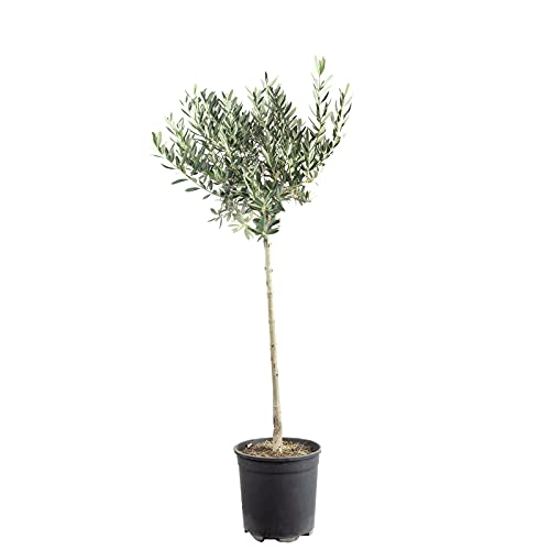 Olivenbaum - Olea europaea - Höhe ca. 110 cm, Topf-Ø 21 cm