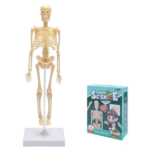 KQDRAVINE Mini modelo anatómico de esqueleto humano, modelo corporal de cuerpo completo con brazos y piernas móviles y base de plástico para aprendizaje, exposición y regalo (35 cm)