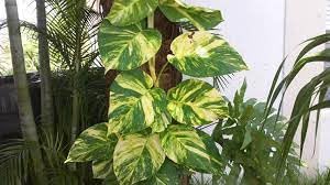 vivaio garden forest pothos pianta da interno vaso 18