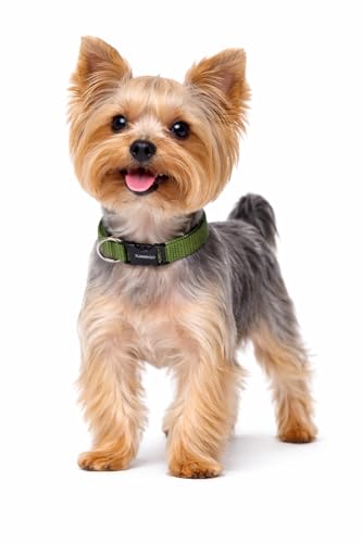 Halsband Hund- ziggi kaki- größe XS- 20- 35 cm x 10 mm- Nylon hundehalsband verstellbar mit metallring