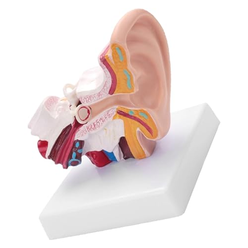 Image of Human Ear Model, 1.5 Times Enlarged PVC Stable Human Ear Anatomy Model Display Outer Middle Inner Ears Advanced Painting Anatomical Ear Model with Base for Teaching
