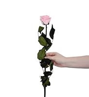 Juli Flowers Premium Infinity Rose in Rosa